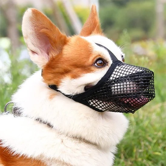 Muselière chien | Confort et Sécurité