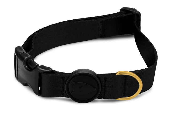 Collier pour chien Gold Caviar