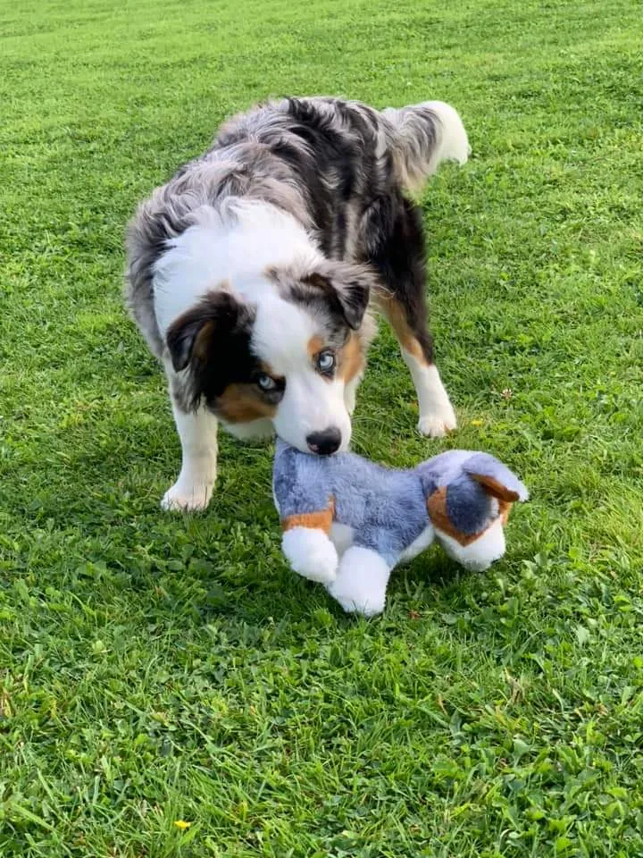 peluche berger australien / berger américain miniature