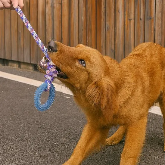 Jouet chien | Résistant