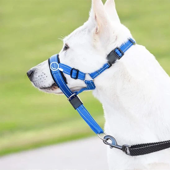 Muselière chien | Confort Sécurisé