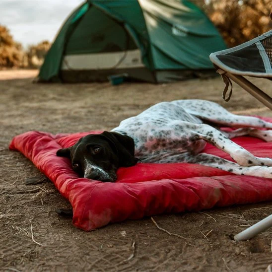 Lit de camp pour chien | Surélevé respirant