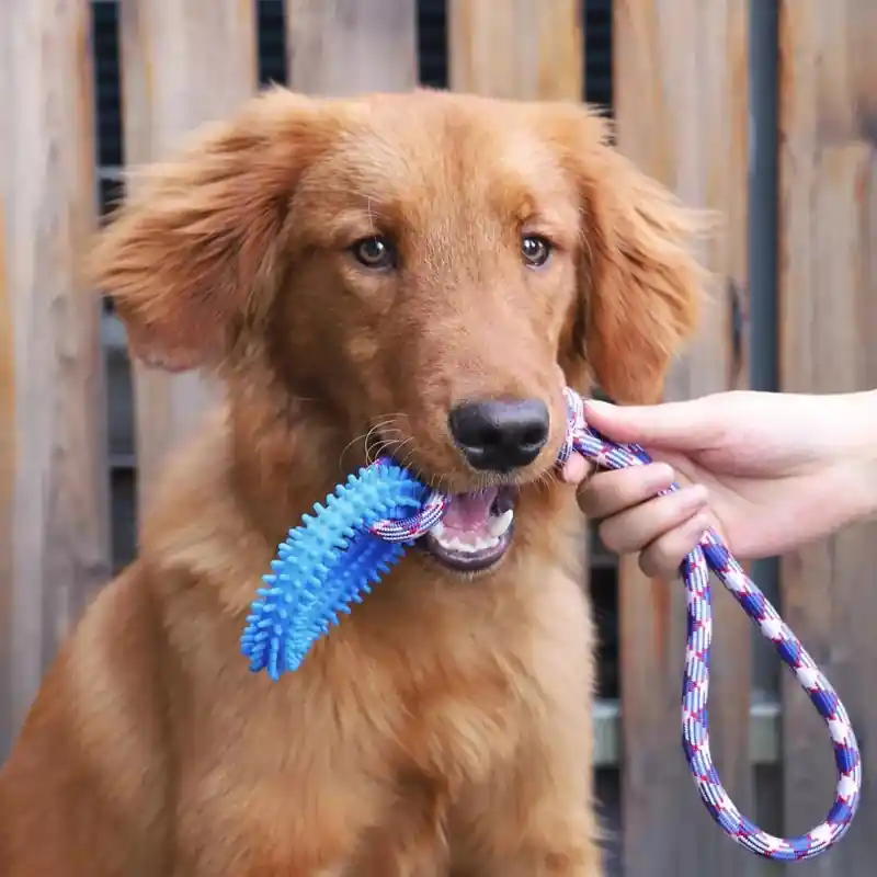 Jouet chien – Anneau interactif en caoutchouc pour mâcher et nettoyer les dents