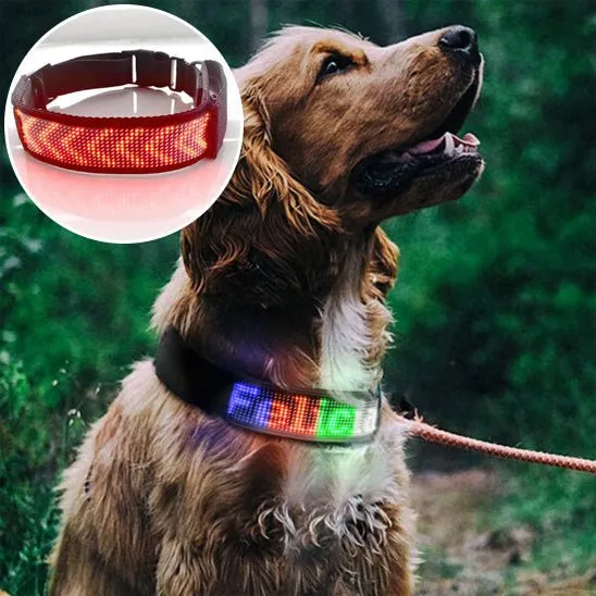 Collier LED pour Chien Connecté – Bluetooth, Lumineux & Personnalisable