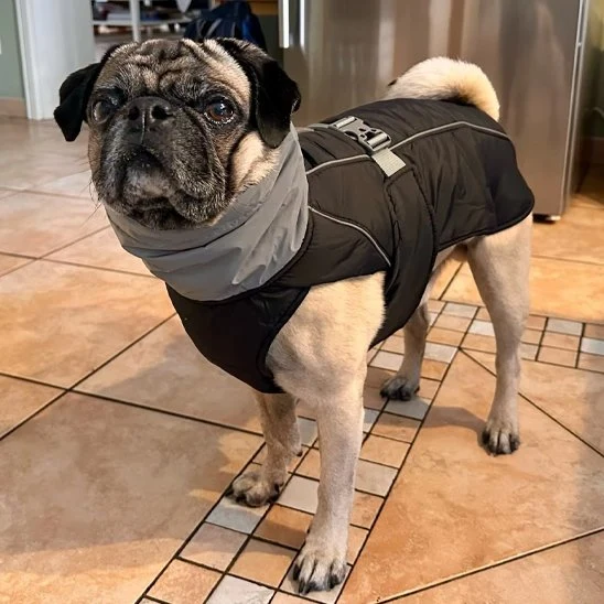Manteau pour chien | Élégant Imperméable
