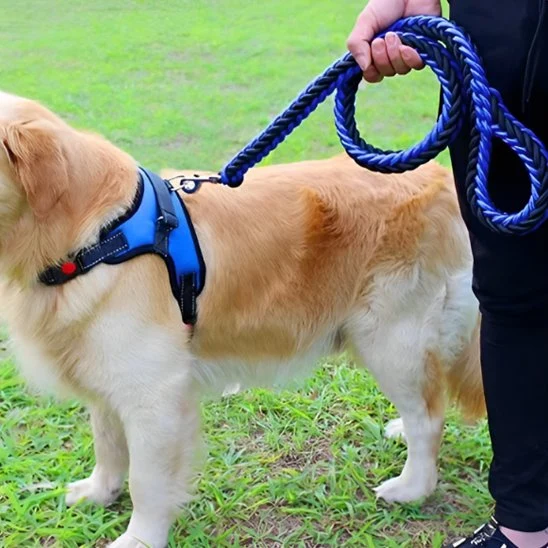 Laisse chien | Robuste et Confortable