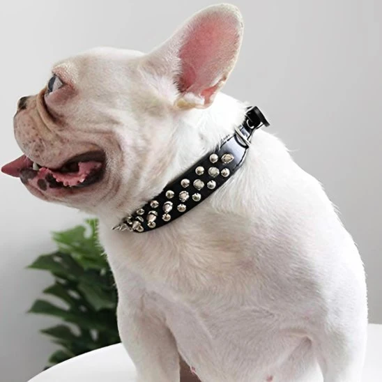 Collier pour chien | Résistant et Confortable