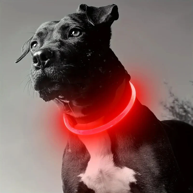Collier lumineux LED pour chien SafeGlow™ – Rechargeable USB et ajustable