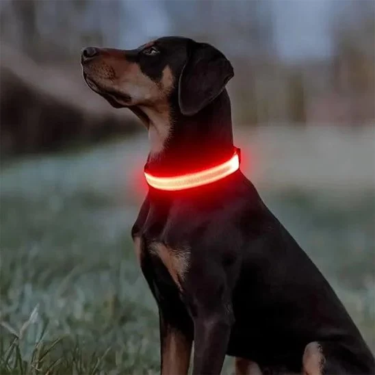 Collier lumineux pour chien | Rechargeable Sécurité
