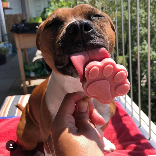 Préparation pour glace pour chien (6 parfums)