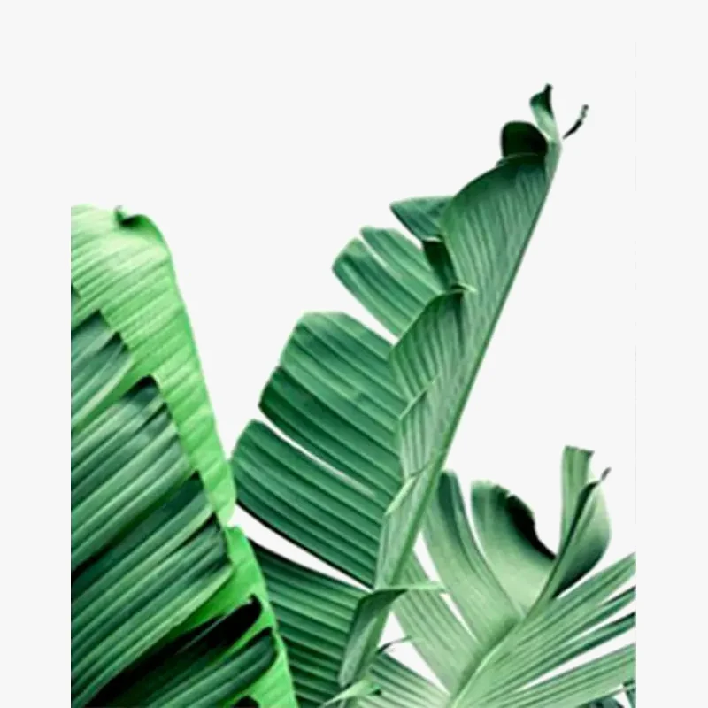 peinture par numéro plante feuille verte kit de bricolage à colorier