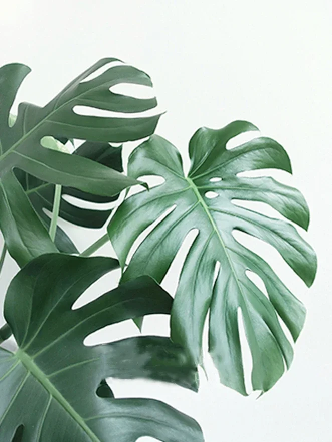 peinture diamant 5D plante verte broderie mosaïque décoration murale