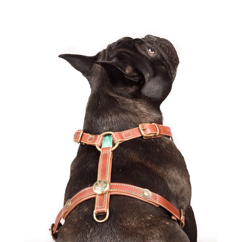 Harnais en cuir turquoise Rock Dog Dwam