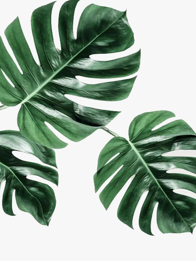 peinture diamant 5D à créer plante verte mosaïque décorative complète
